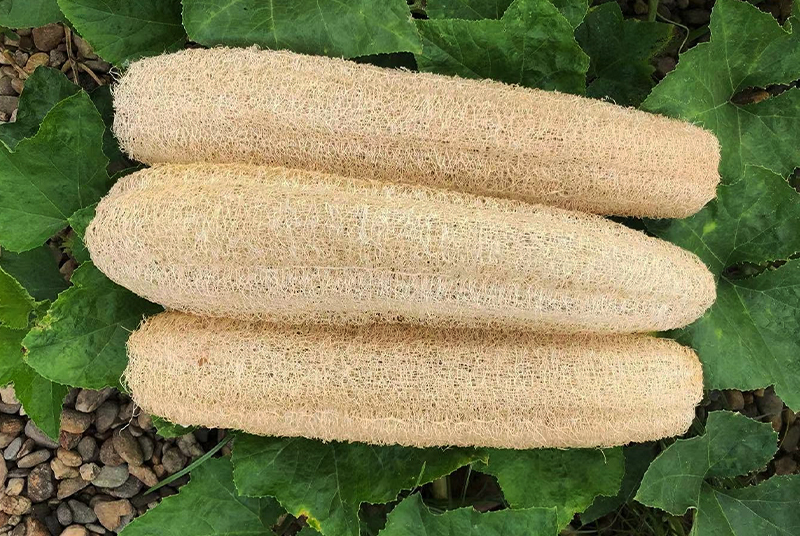 Gehiny Export Company