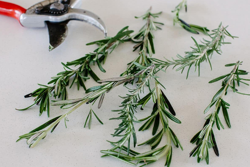 Gehiny Export Company