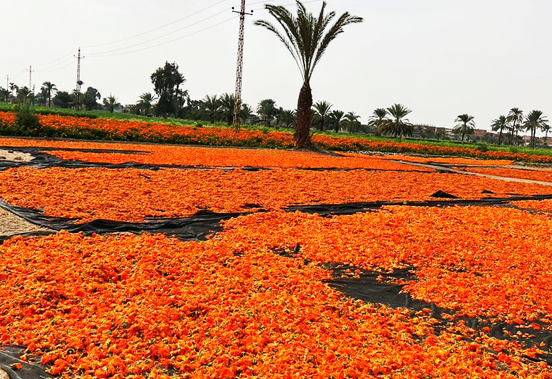 Gehiny Export Company